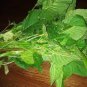 100 seeds Jamaican CALLALOO