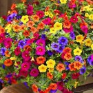 200 seeds  Hanging Petunia Mixed Flores Color Waves Beautiful Flowers