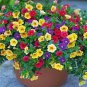 200 seeds Hanging Petunia Mixed Flores Color Waves Beautiful Flowers