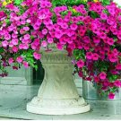 200 seeds Hanging Petunia Mixed Flores Color Waves Beautiful Flowers