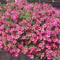 200 seeds Hanging Petunia Mixed Flores Color Waves Beautiful Flowers