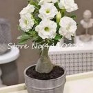 1 seeds true White Desert Rose Bonsai Ornamental Plant Balcony Bonsai Potted Beautiful Flower