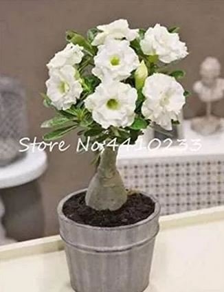 1 seeds true White Desert Rose Bonsai Ornamental Plant Balcony Bonsai Potted Beautiful Flower