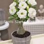 1 seeds true White Desert Rose Bonsai Ornamental Plant Balcony Bonsai Potted Beautiful Flower