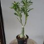 1 seeds true White Desert Rose Bonsai Ornamental Plant Balcony Bonsai Potted Beautiful Flower