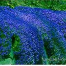 500 seeds Creeping Thyme Bonsai or Blue Rock CRESS Plant