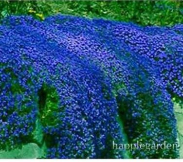 500 seeds Creeping Thyme Bonsai or Blue Rock CRESS Plant