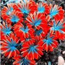 100 seeds Oxalis Seed Plants Wood Sorrel Flower