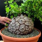 2 seeds Turtle Back Elephant's Foot Hottentots' Bread Flores