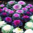 100 seeds Brassica Oleracea Heirloom Cabbage Flower Bonsai Kale Ornamental Plant