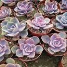 100 seeds Fresh Succulent Plant Bonsai Radiation Succulents Sedum Bonsai
