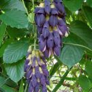 5 seeds Mucuna Pruriens Black Jade Vine