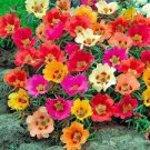 100 seeds Exotic Portulaca Grandiflora Seeds Moss-rose Purslane Double Indoor Flowers