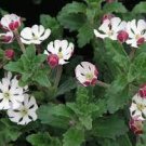 100 seeds Pack New Night Blooming Phlox