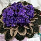 100 seeds Mini Violet Beautiful Bonsai Flower