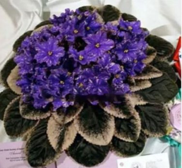 100 seeds Mini Violet Beautiful Bonsai Flower