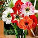 100 seeds Mixed 5 Colors Amaryllis