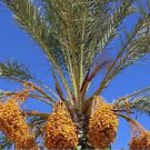10 seeds Rare Medjool Date Sweet Organic Fruit Natural Date Palm Tree Bonsai Planting