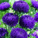 100 seeds Chinese Aster Bonsai Strong Ability to reproduce
