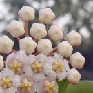 100 seeds Flower Bonsai Hoya Kerrii Bonsai (December Orchid) Family Bonsai Garden