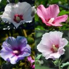 100 seeds Hibiscus syriacus Althaea Rose Mallow Ketmie Hardy Shrub