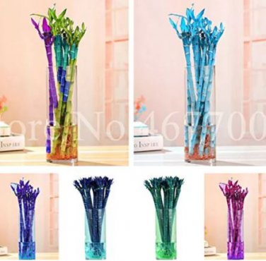 10 seeds Rainbow Lucky Bamboo Bonsai Small Potted Plants Purify Dracaena Plantas