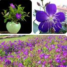 100 seeds Rare Tibouchina Seecandra Bonsai Potted Plants Flowers Bonsai