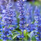 20 seeds  Imported Hyssop - Plant Hyssop