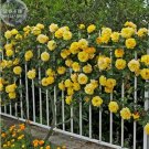 50 seeds Rose Orangish Yellow Climbing Tree Plant