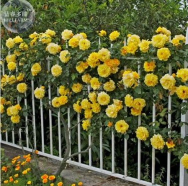 50 seeds Rose Orangish Yellow Climbing Tree Plant