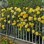 50 seeds Rose Orangish Yellow Climbing Tree Plant