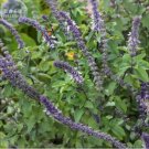 20 seeds Basil Seeds - Blue Spice heavily fragrant with an air of vanilla
