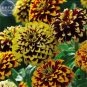 100 seeds Zinnia Haageana Jazzy Mixed Flower