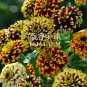 100 seeds Zinnia Haageana Jazzy Mixed Flower