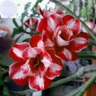 2 seeds Adenium Dark Red & White Flower