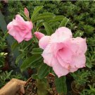 2 seeds Adenium Purely Pink Desert Rose with Sweet Perfume Bonsai