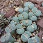 100 seeds Bright Blue Lithops Livingstones Seeds Bonsai Indoor