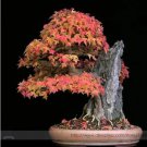 20 seeds Bonsai Trident Maple Seeds