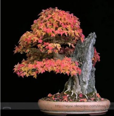 20 seeds Bonsai Trident Maple Seeds