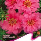 100 seeds Pink Portulaca Grandiflora Seeds