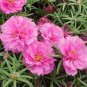 100 seeds Pink Portulaca Grandiflora Seeds