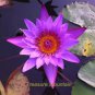 1 seeds Dark Purple Water Lily Hybrid Pond Plant Lotus