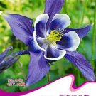 50 seeds Perennial Blue Columbine Seeds