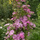 50 seeds Clematis Potted Clematis Garden Flowers