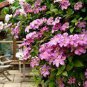 50 seeds Clematis Potted Clematis Garden Flowers