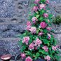 50 seeds Clematis Potted Clematis Garden Flowers