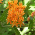 20 seeds Sementes Flower Attractive Butterfly Milkweed Asclepias
