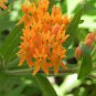 20 seeds Sementes Flower Attractive Butterfly Milkweed Asclepias