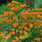20 seeds Sementes Flower Attractive Butterfly Milkweed Asclepias