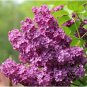 100 seeds Japanese Lilac Plant indor Plants Lilac Clove Flower Potted Plant